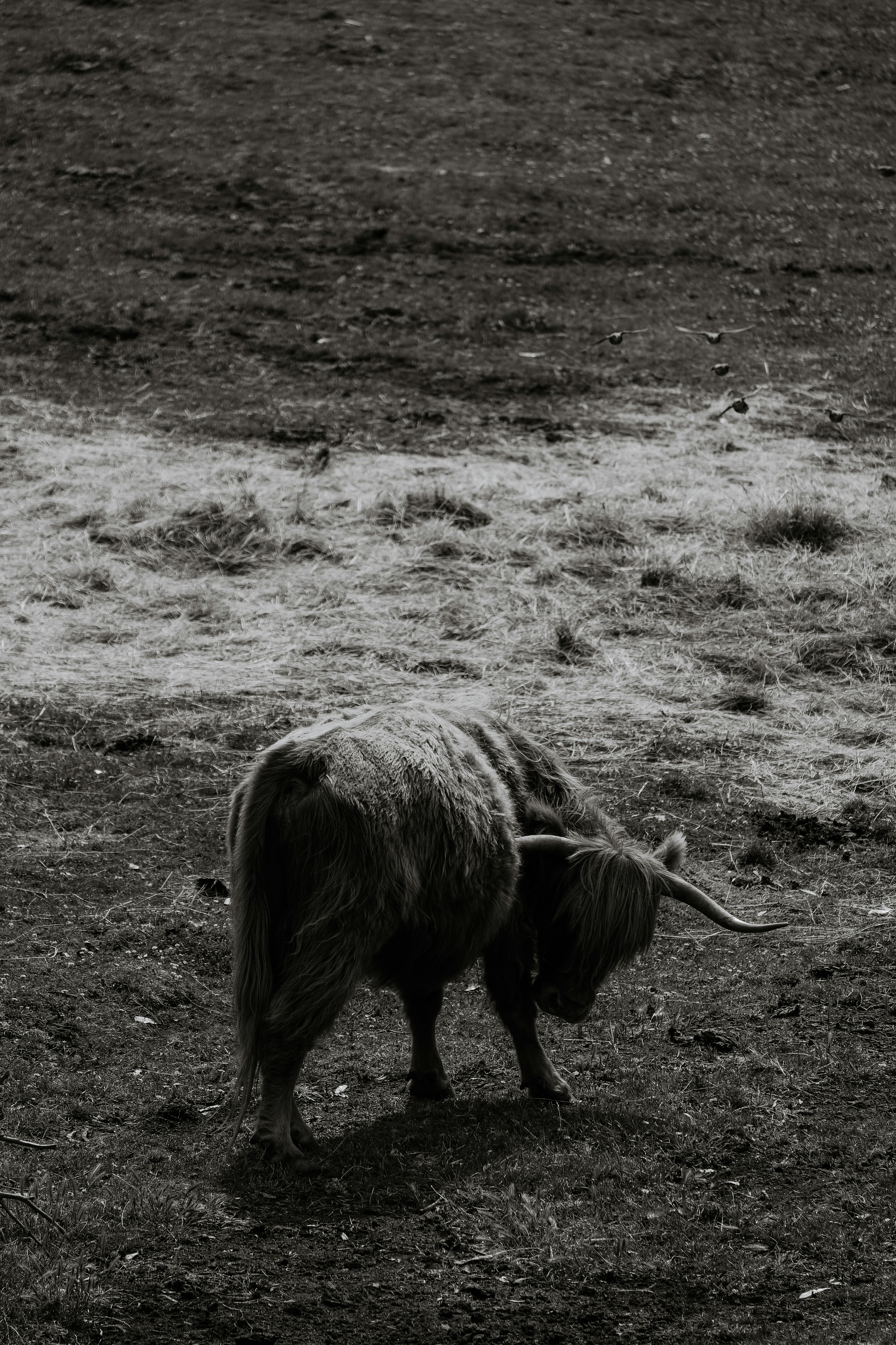 Black and white photo of a Highland cow grazing in a field, showcasing its unique appearance.