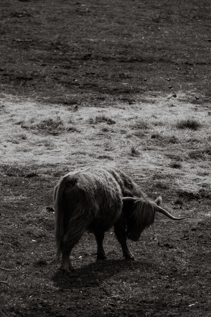 Black and white photo of a Highland cow grazing in a field, showcasing its unique appearance.