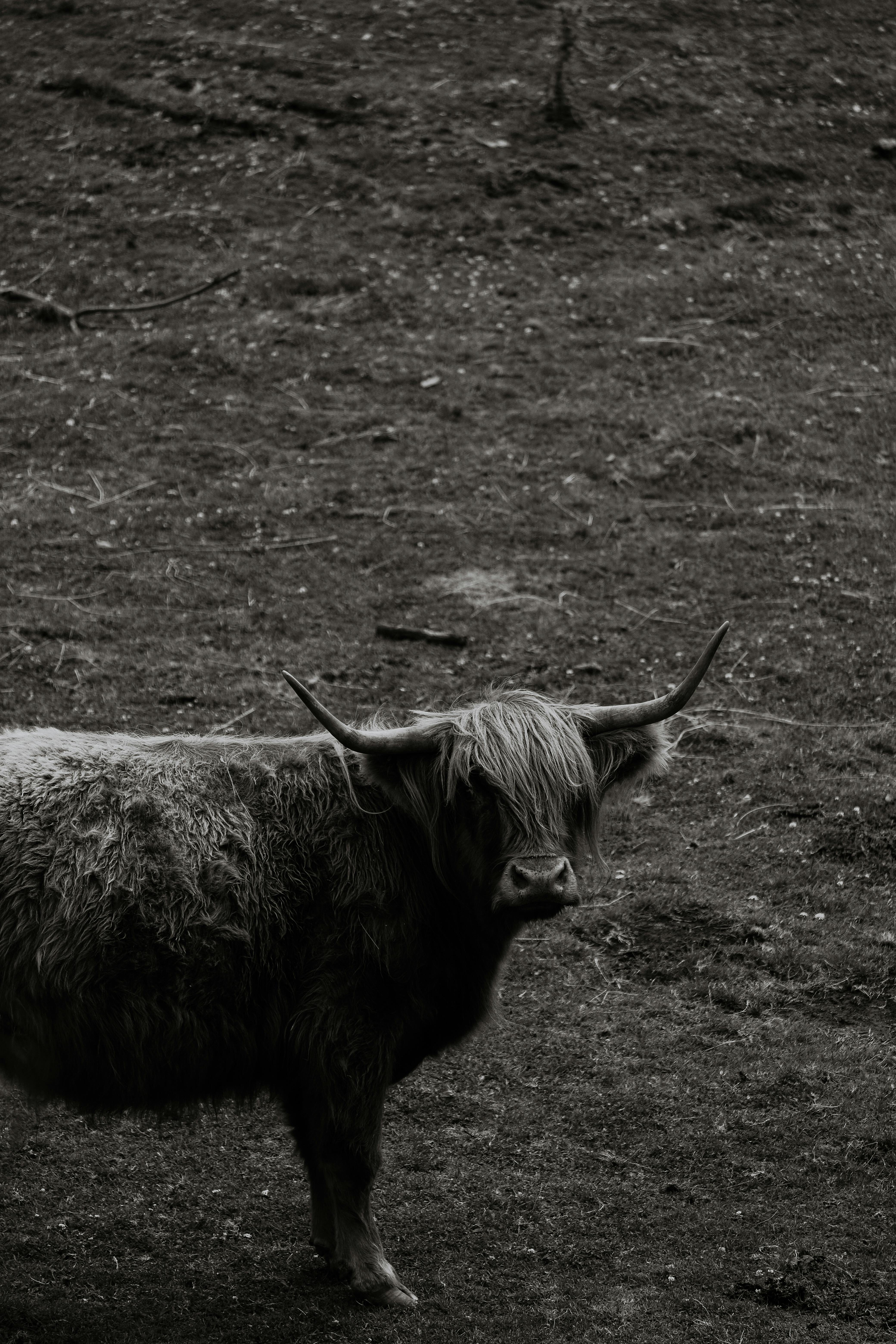 Black and white photo of a highland cow on rugged terrain.