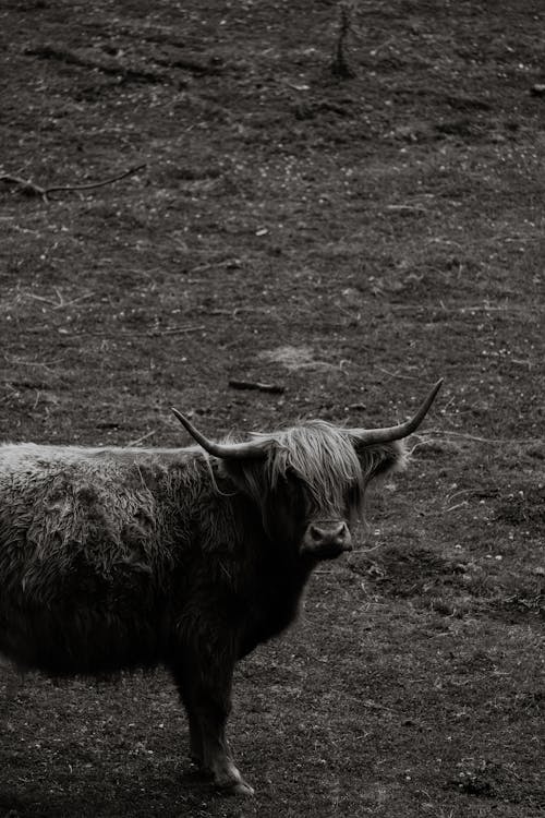 açık hava, alan, Boğa içeren Ücretsiz stok fotoğraf