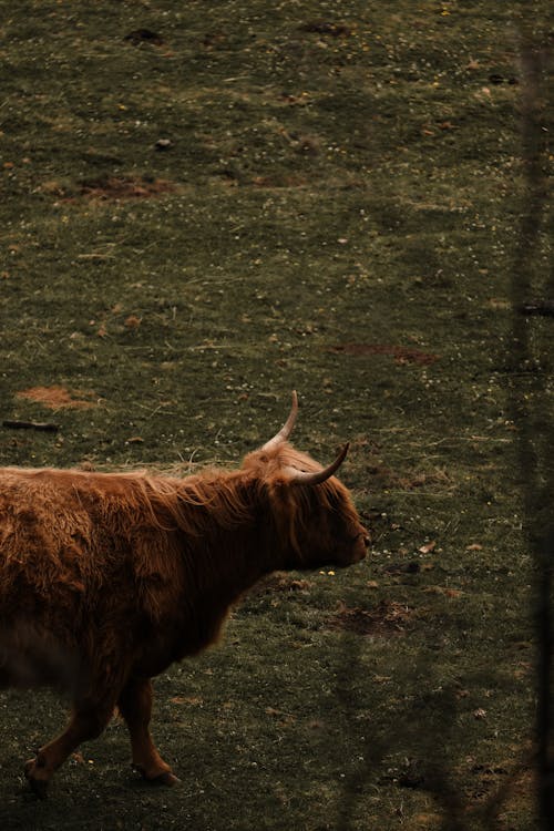 Ilmainen kuvapankkikuva tunnisteilla eläin, härkä, ihmiset
