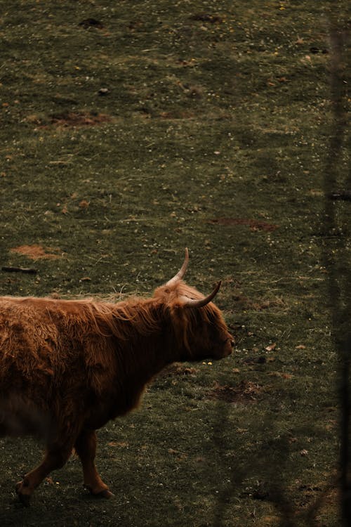 Gratis stockfoto met beest, boerderij, bruin