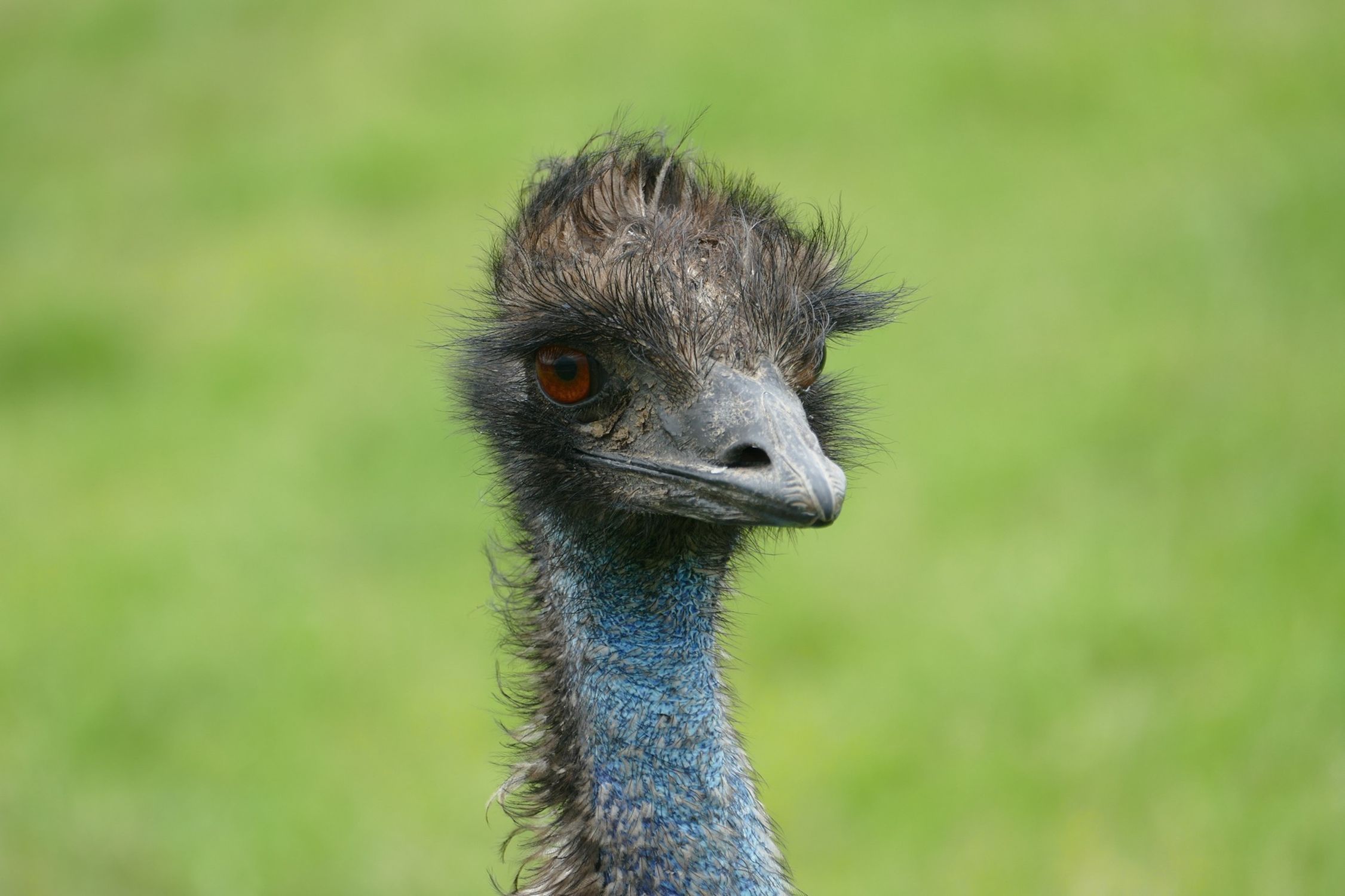 Emu W Portrait of Emu · Free Stock Photo