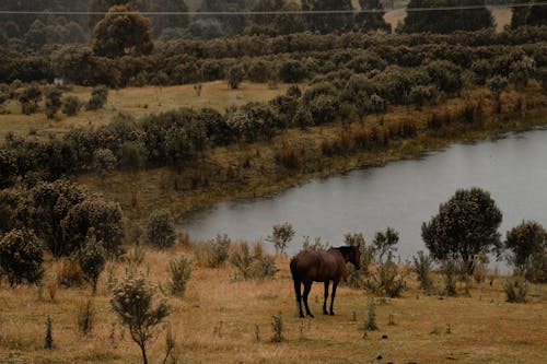 Darmowe zdjęcie z galerii z brązowy, brązowy koń, bydło
