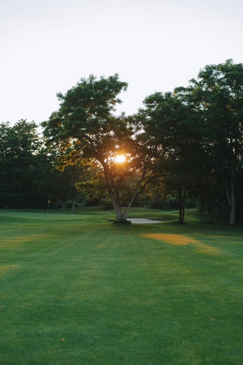 Gratis lagerfoto af blad, efterår, Golf