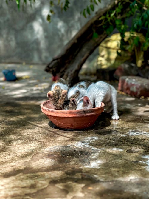 beating the heat