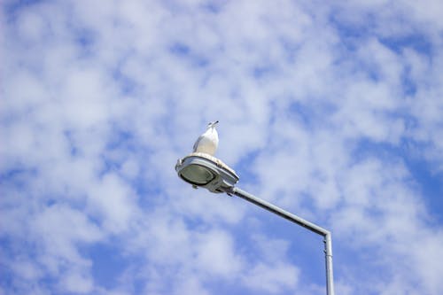 A street light with a bird on it