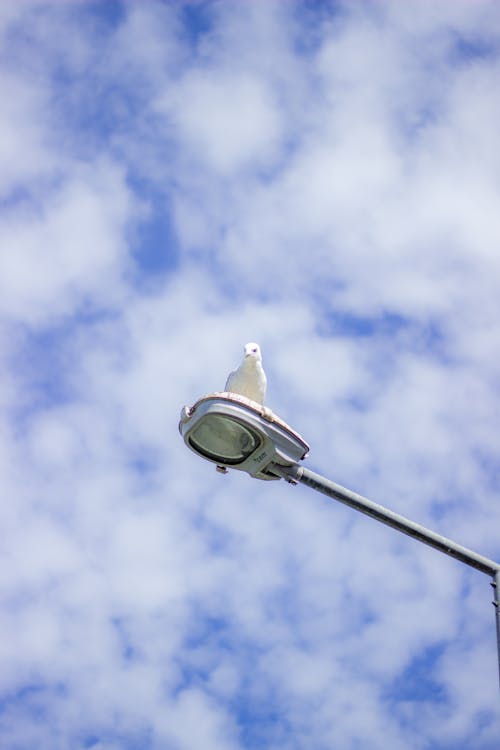 A street light with a bird on it