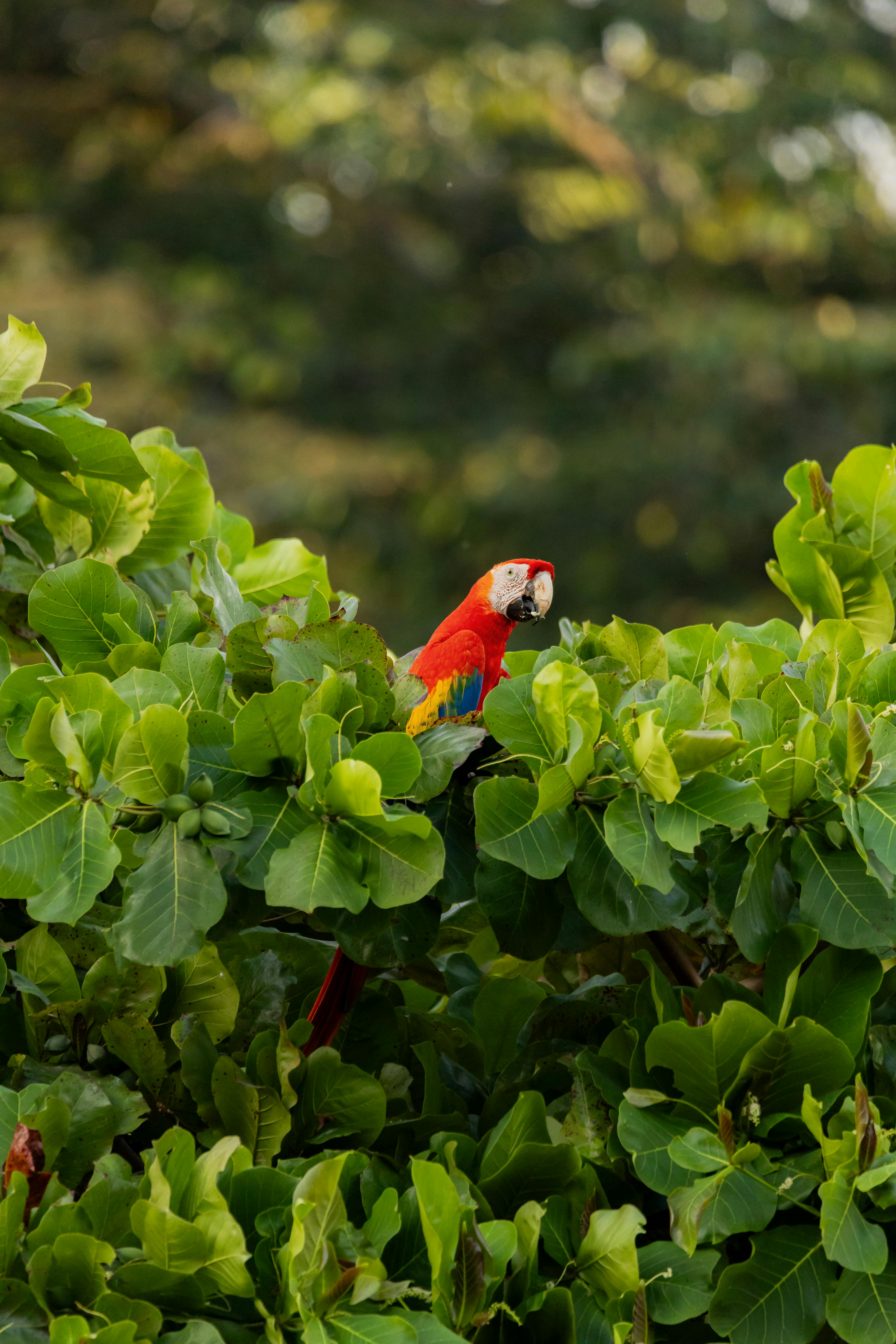 A majestic scarlet macaw perched amidst lush green foliage in a tropical setting.
