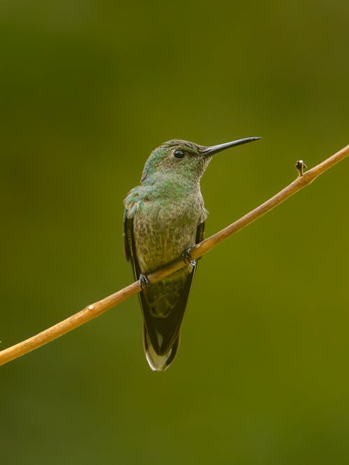 A hummingbird perched on a twig with green background