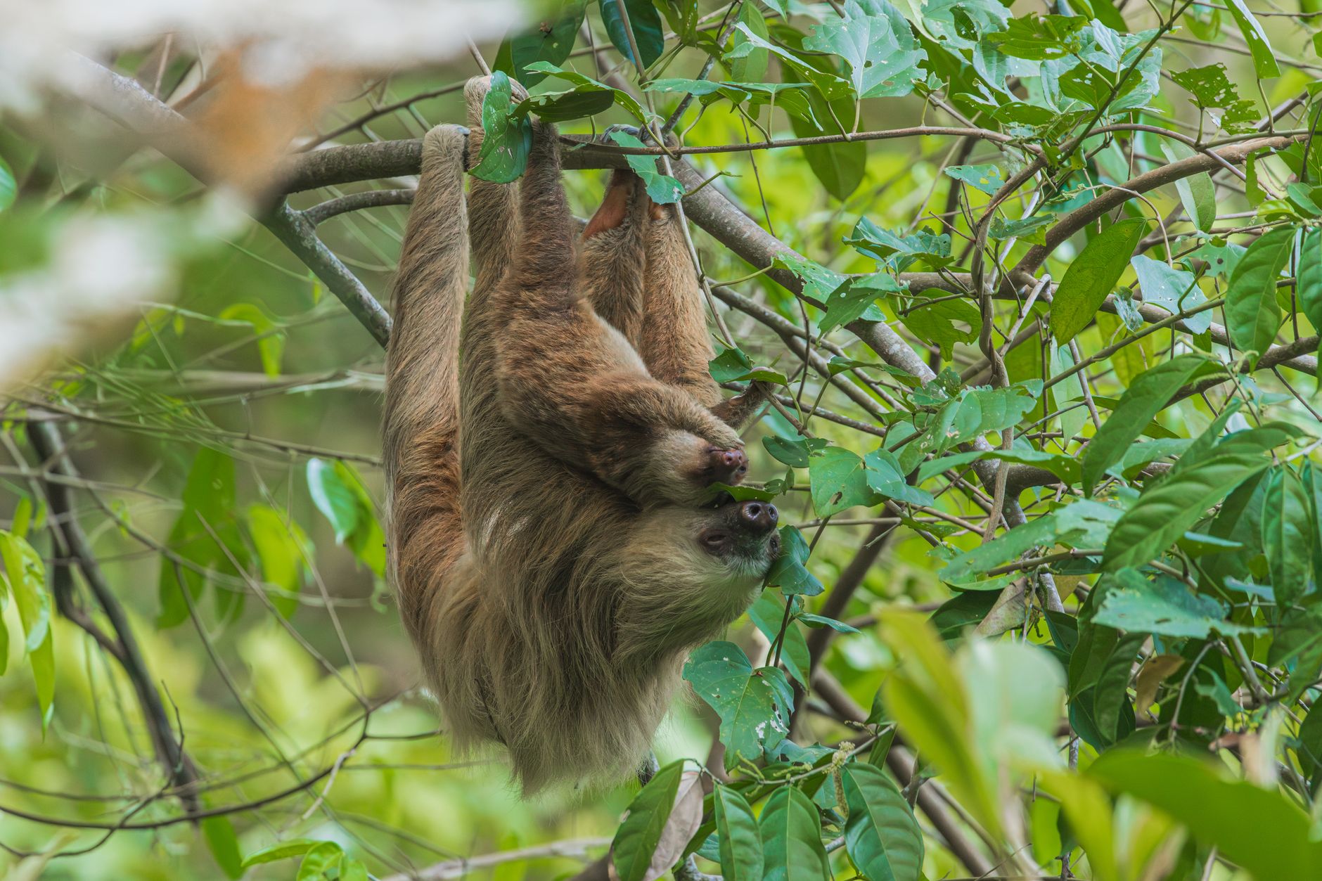 A pair of sloths hanging upside down in dense jungle foliage, showcasing wildlife grace.