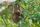 sloth