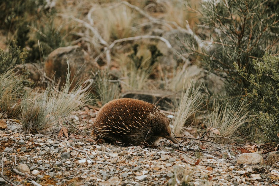 A Short-Beaked Echidna explores the rugged terrain near Launceston, Australia.