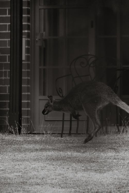 Free stock photo of animal, australian, blurry