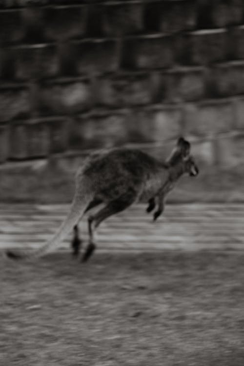 Ingyenes stockfotó állat, ausztrál, bennszülött témában