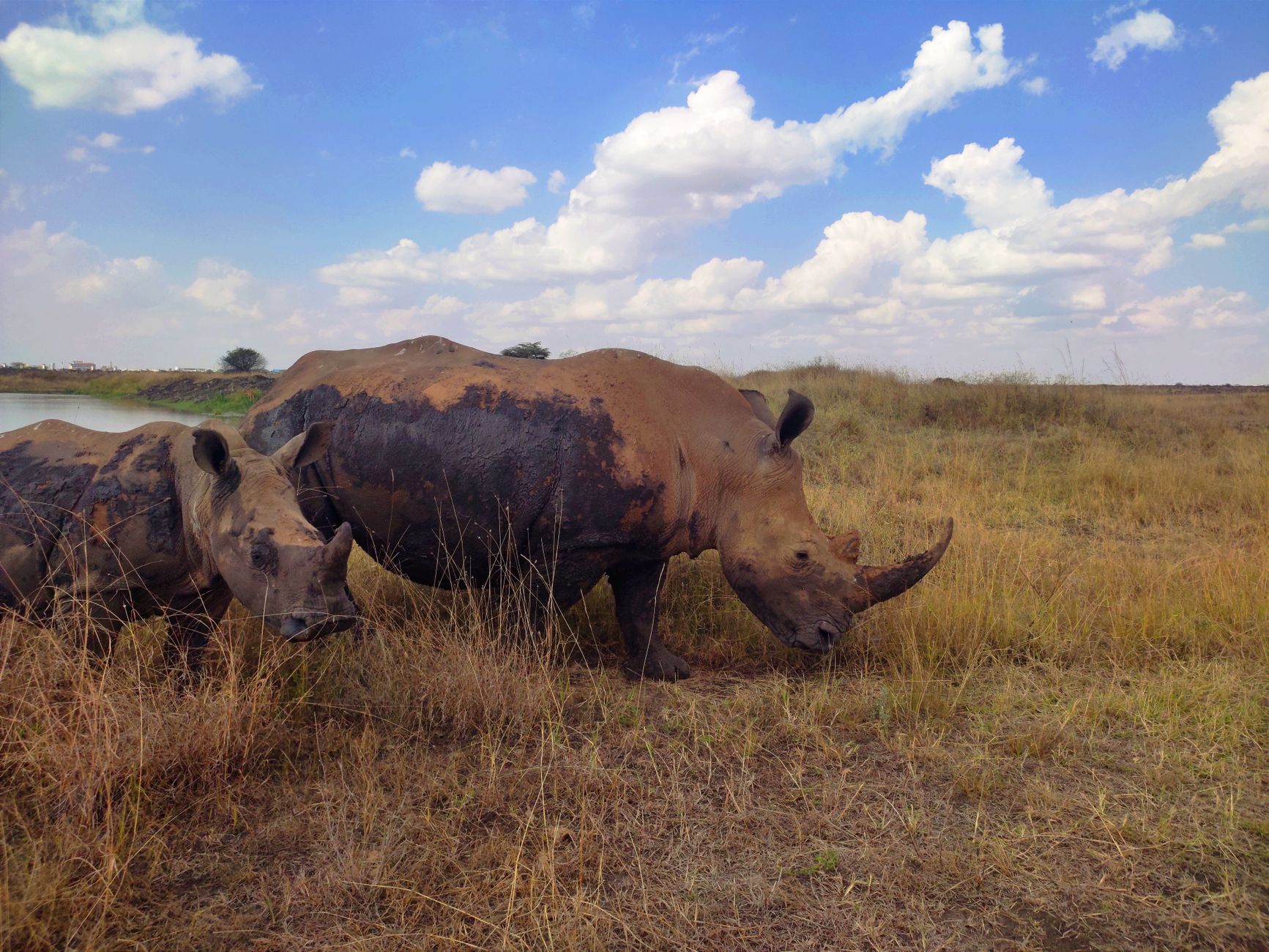 Rhino grazing in Nairobi National Park with the city skyline behind