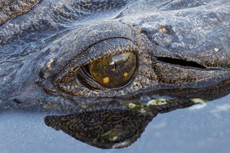 Jumping Croc Cruises See Crocodiles in the Wild Jumping Croc Cruises See Crocodiles in the Wild