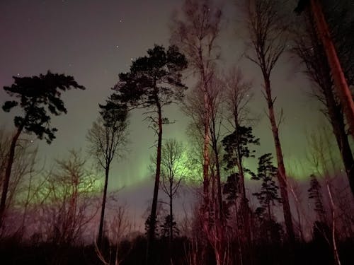 Kostnadsfri bild av aurora borealis, gröna ljus, himmelsk händelse