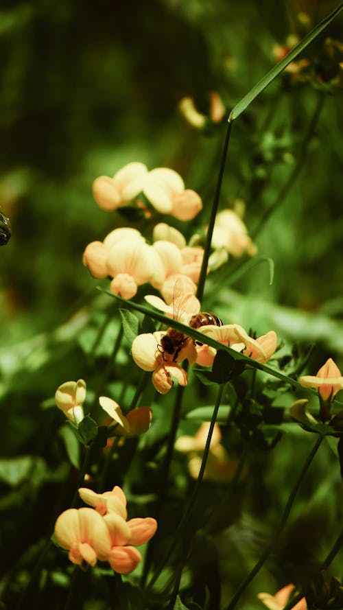 Fotos de stock gratuitas de abejas, dibujo floral, flkwer