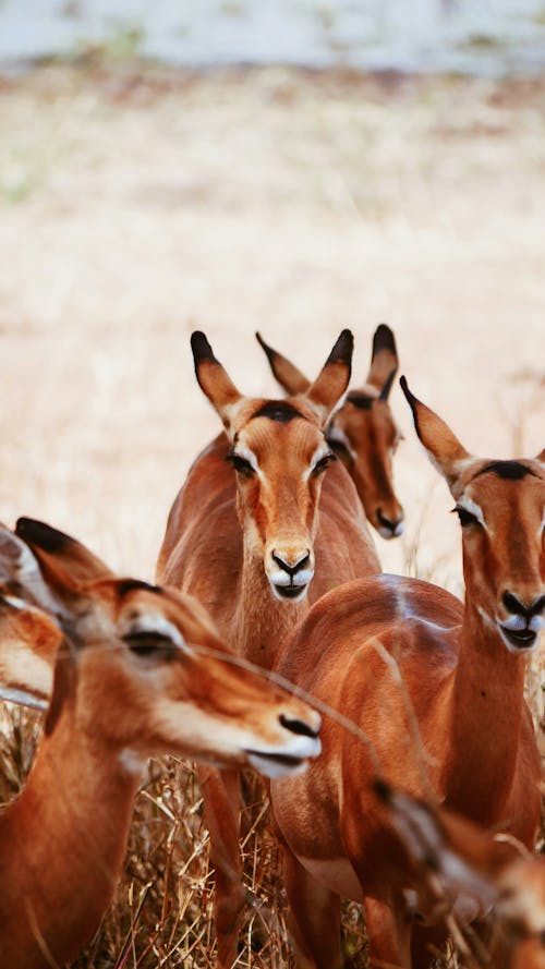 Fotos de stock gratuitas de afrika, al aire libre, animal