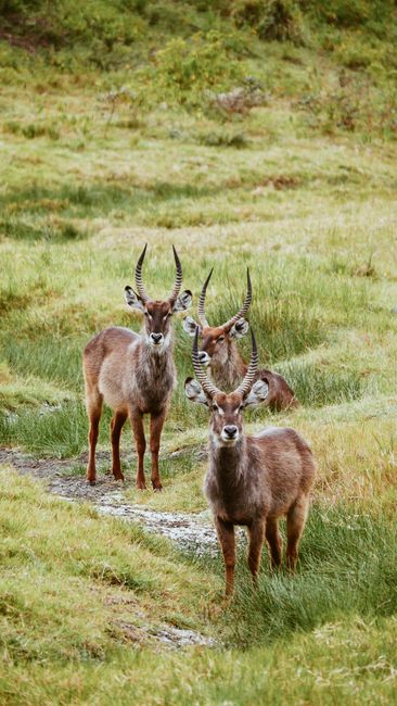 A group of waterbucks with impressive antlers standing on a lush savannah terrain.
