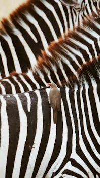 A Red-Billed Oxpecker perched on a zebra's back amidst striking black and white stripes.