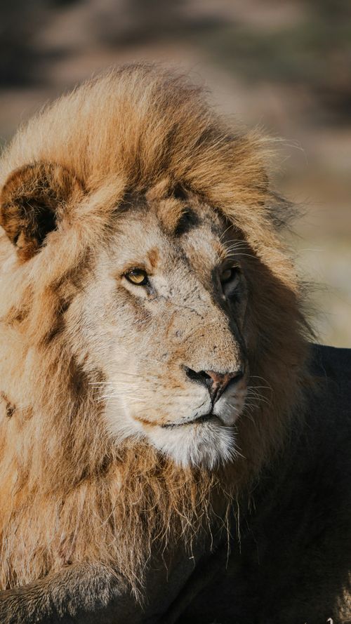 Free Close-up portrait of a majestic lion in its natural habitat, showcasing its regal mane. Stock Photo