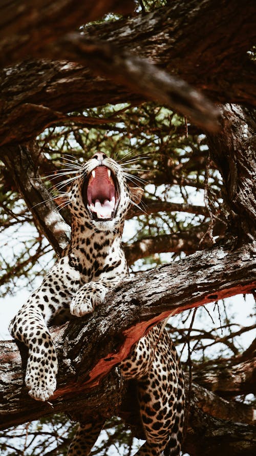 Fotos de stock gratuitas de afrika, al aire libre, árbol