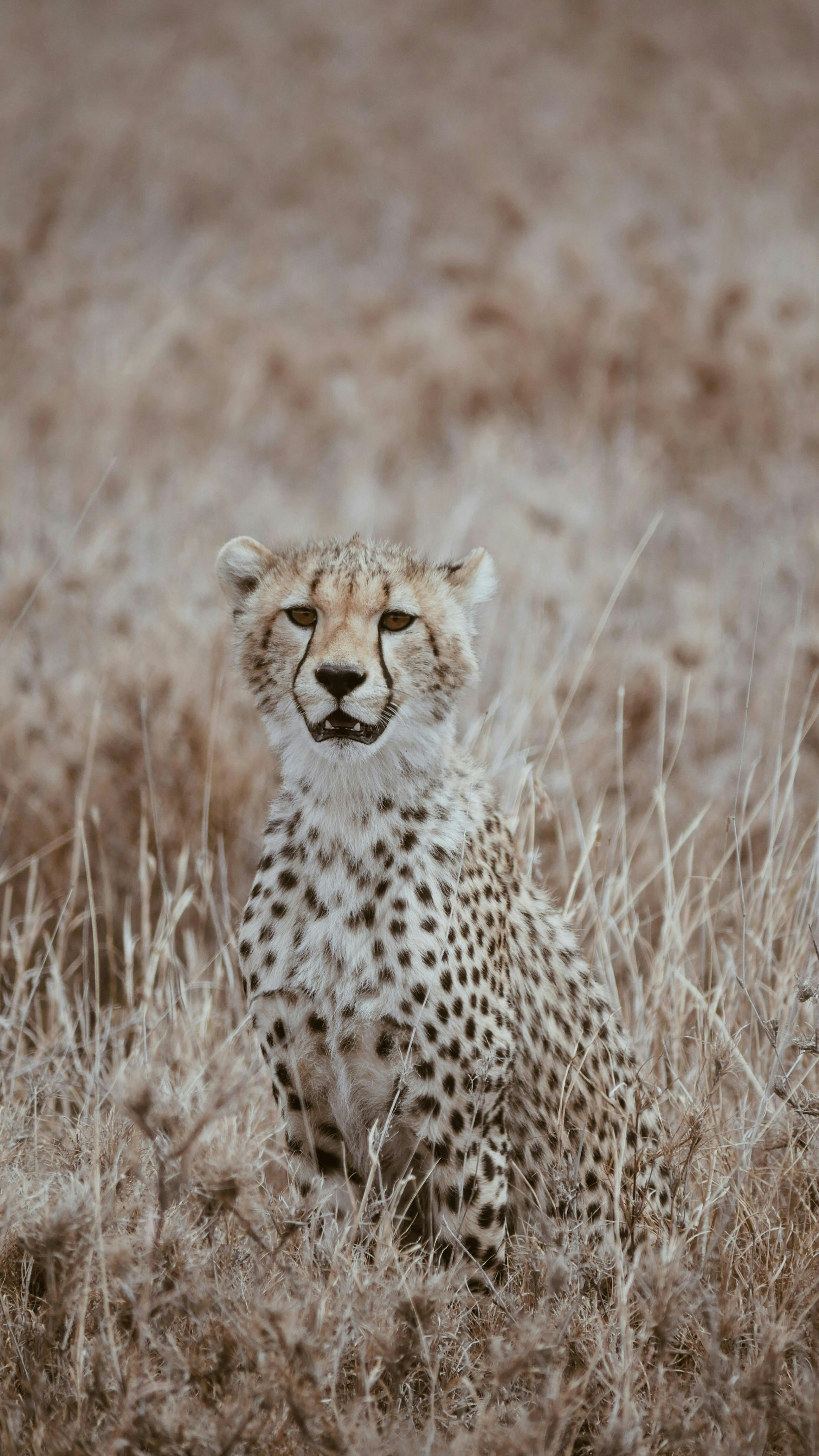 Elegant cheetah sits gracefully in dry grass, showcasing its natural beauty in a wildlife setting.