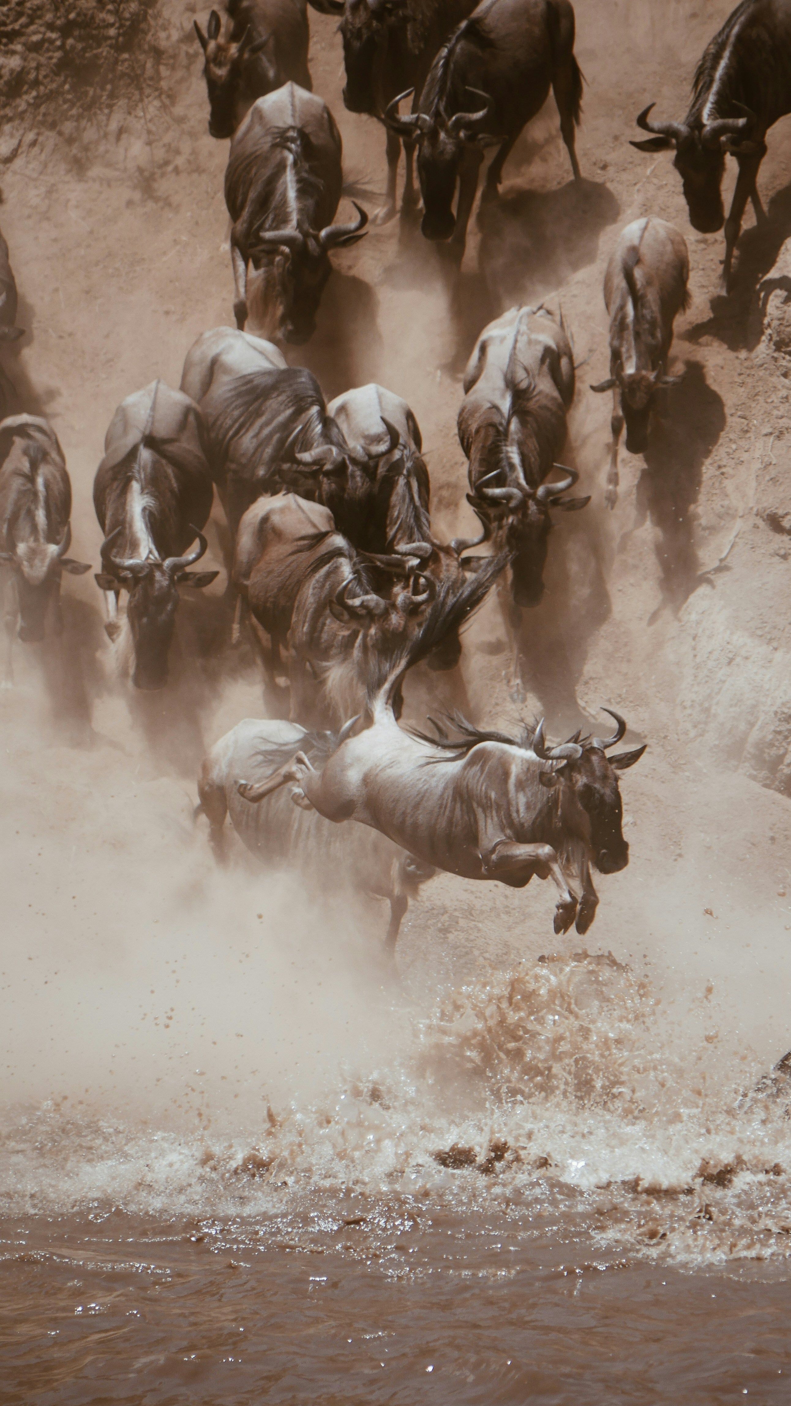 Great Migration safaris