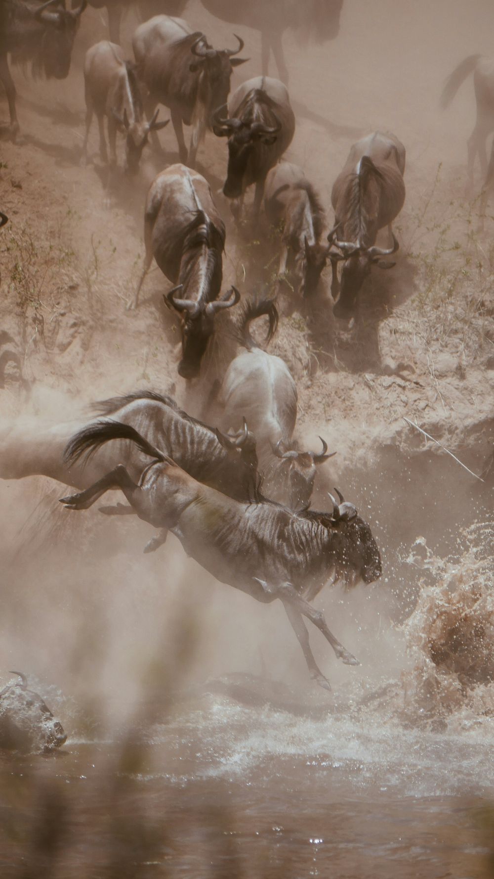 Wildebeest crossing the Mara River during the migration season