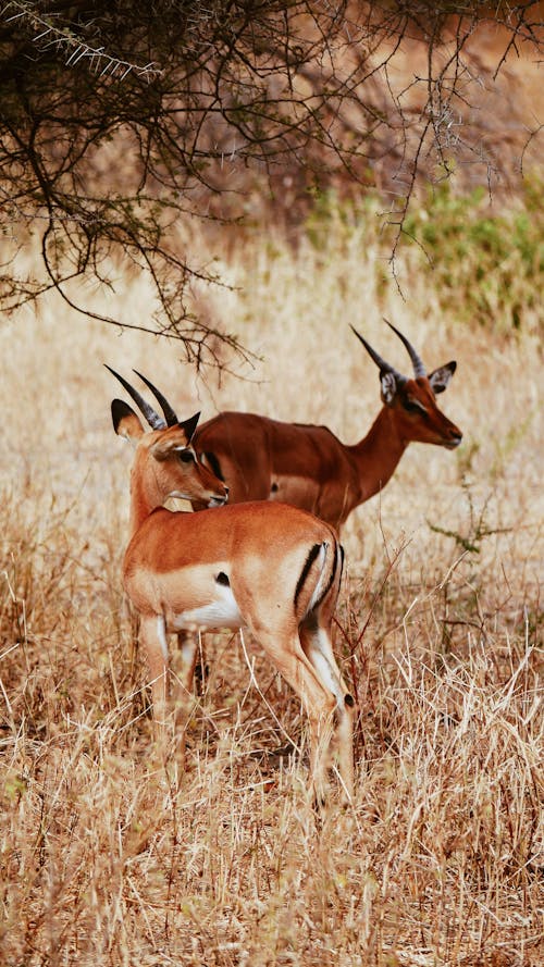 Ingyenes stockfotó Afrika, állat, antilop témában