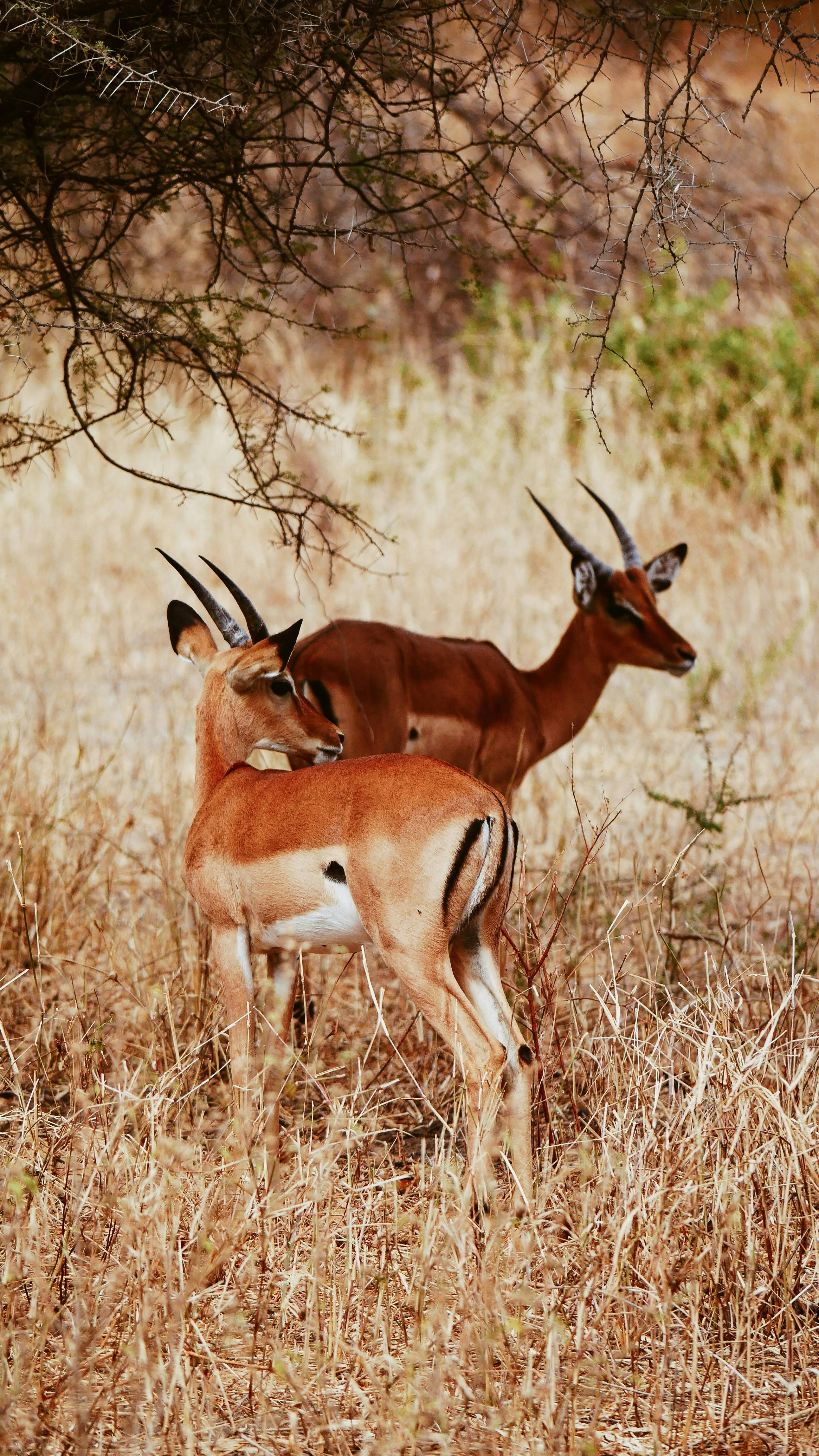 grátis Impalas Em Pé Na Savana Foto profissional