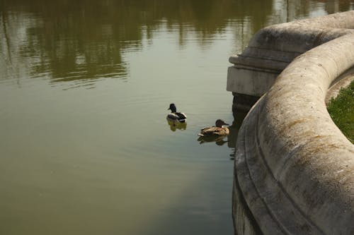 Darmowe zdjęcie z galerii z @na wolnym powietrzu, dzika przyroda, fotografia przyrodnicza