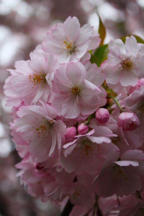 Free Close-up of vibrant pink cherry blossoms blooming in springtime nature setting. Stock Photo