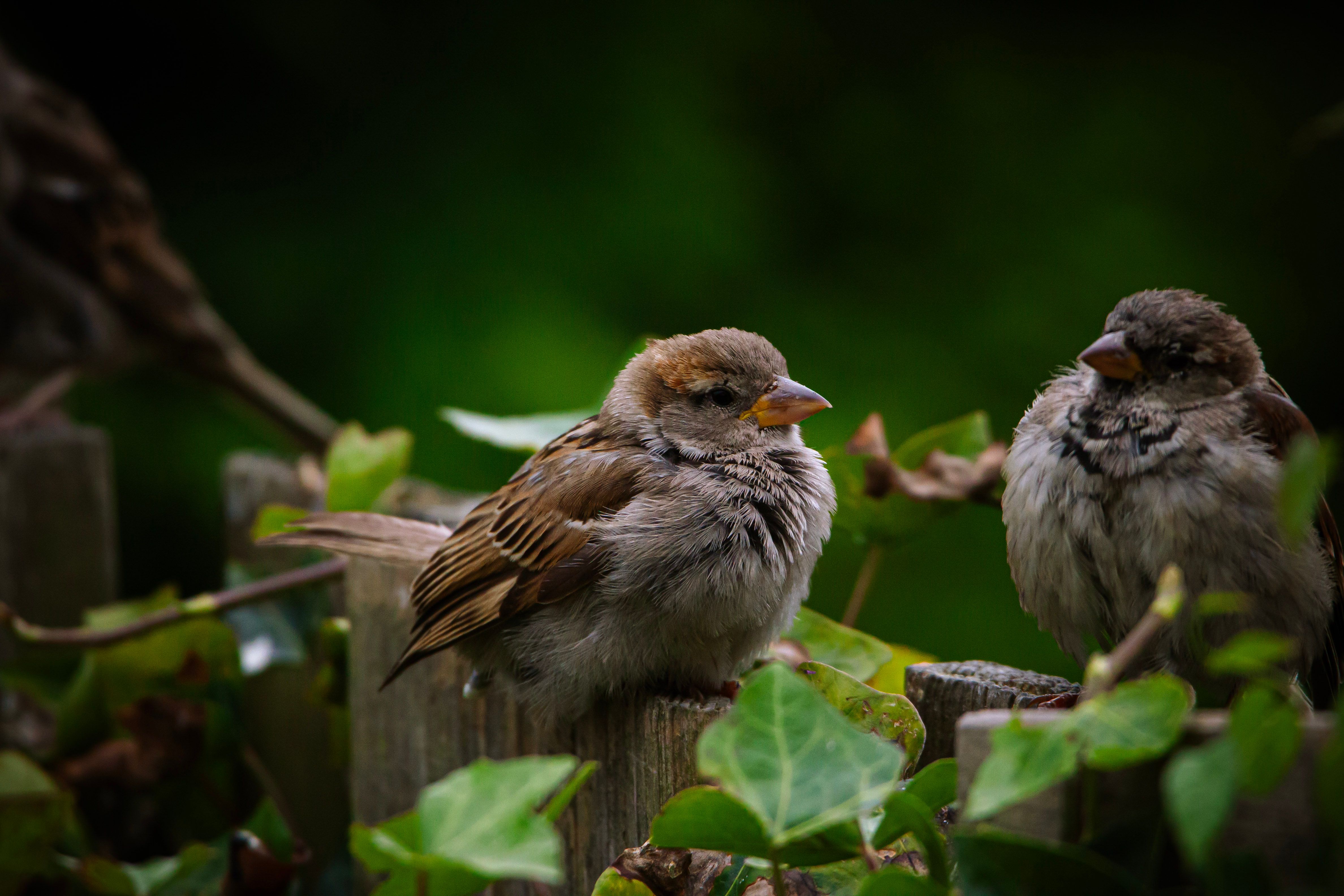 Two sparrows perched on an ivy-covered fence, displaying natural wildlife beauty.