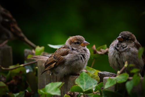 Gratis stockfoto met aviaire, beest, birdwatching