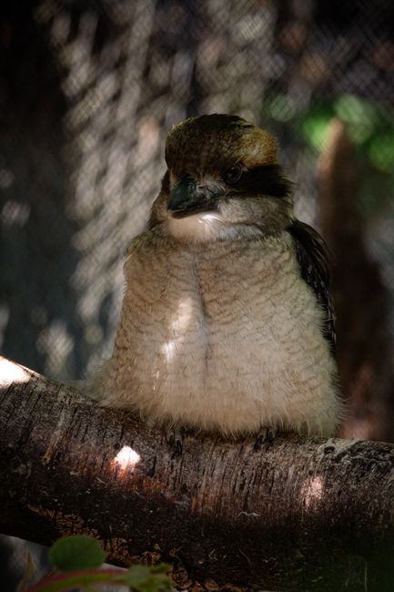 Fotomural Un primer plano detallado de un kookaburra posado casualmente en una rama de árbol con luz natural.