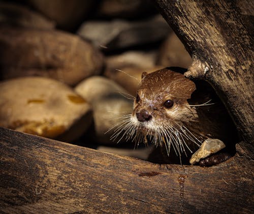 Gratis stockfoto met beest, dieren in het wild, dierentuin