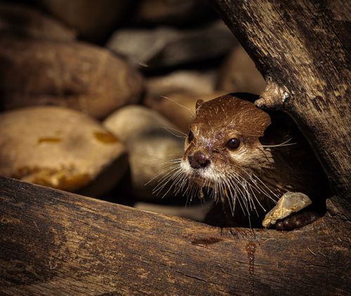 Free Close-up of an Asian small-clawed otter peeking through a log, showcasing its curious nature. Stock Photo