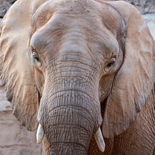 Ingyenes stockfotó afrikai elefánt, állat, állatkert témában