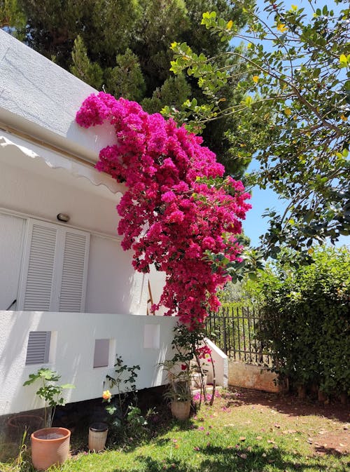 Gratis lagerfoto af balkon, blomst, blomster