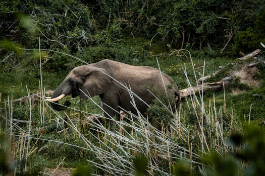 An African elephant roaming in the lush landscape of a wildlife reserve in Oudtshoorn, South Africa.