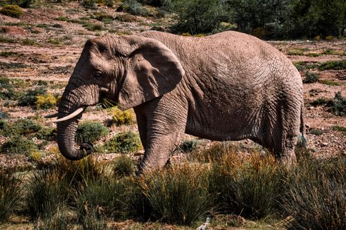 Free African elephant strolling through Oudtshoorn landscape, capturing the essence of wildlife in South Africa. Stock Photo