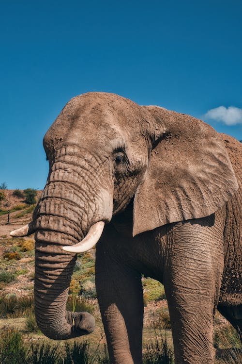 Imagine de stoc gratuită din african bush elephant, african elefant, animal