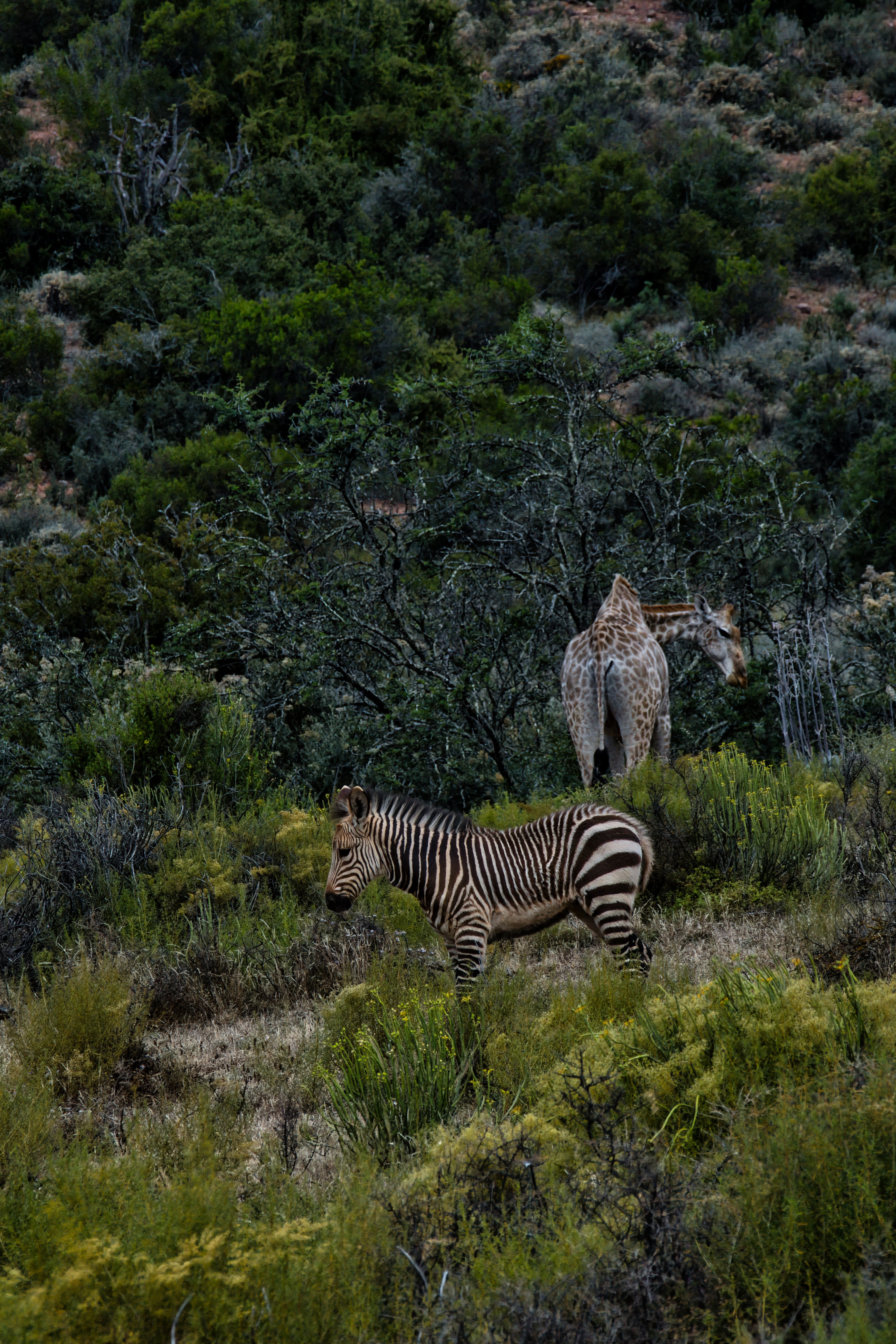 A zebra and giraffe in the lush Oudtshoorn savannah, showcasing South African wildlife.