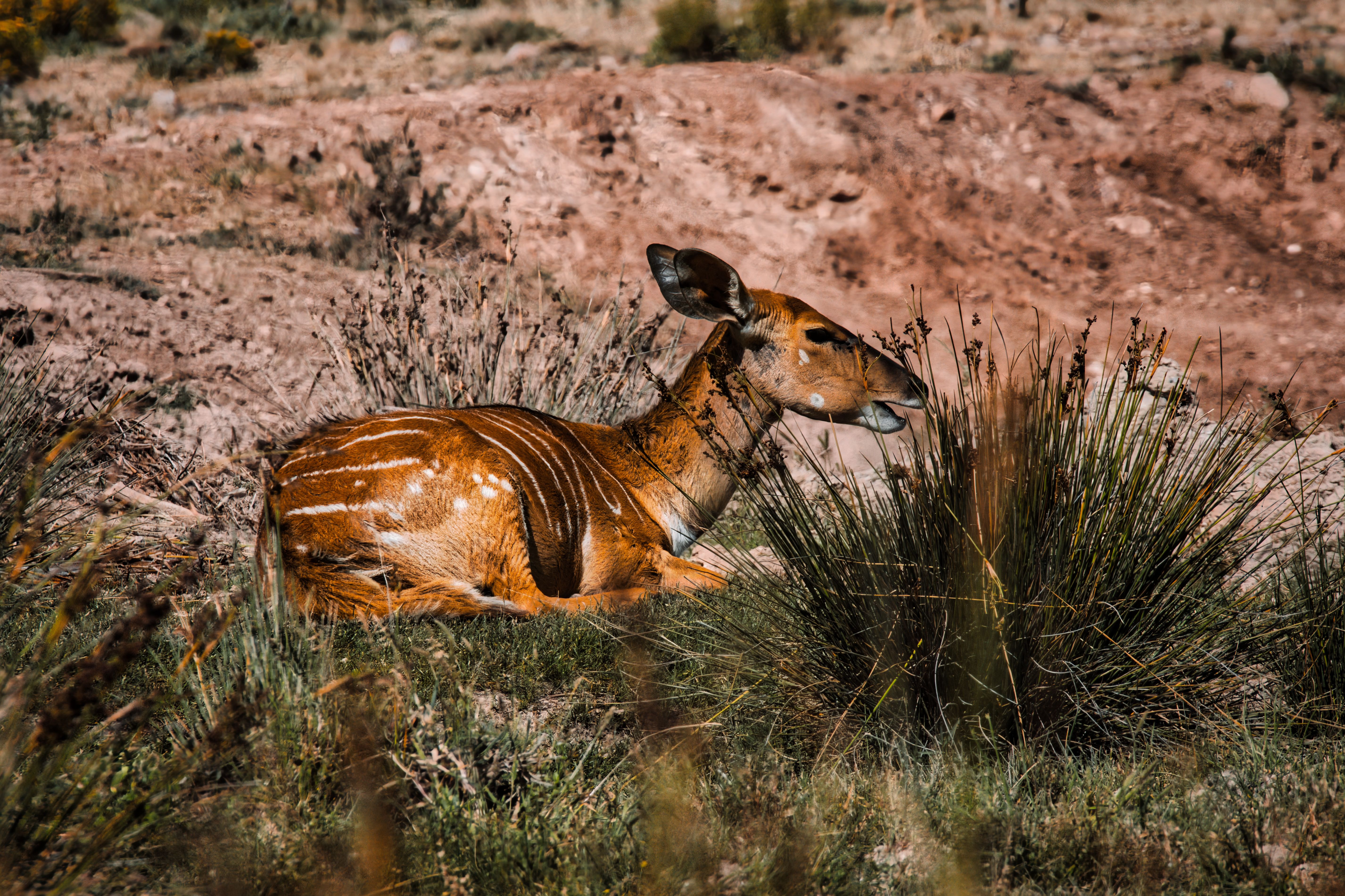 Museums & attractions in Oudtshoorn