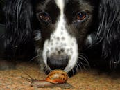 特写镜头聚焦于一只好奇的狗和一只花园蜗牛的互动