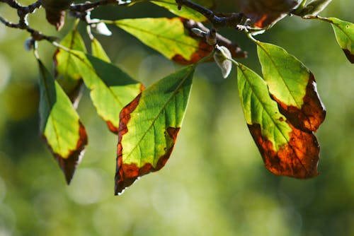 Бесплатное стоковое фото с дерево, лист, осенние листья