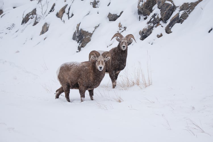 Snow Sheep In Nature